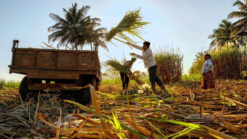 India's Sugar Is Competing With Gasoline for the Same Sugarcane
